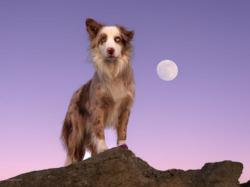 Photographie portrait de chien prise en contre plongée sur des rochers au bout du port d'Arès avec la lune en arrière plan. Le chien est un border collie fauve, il regarde le coucher de soleil.