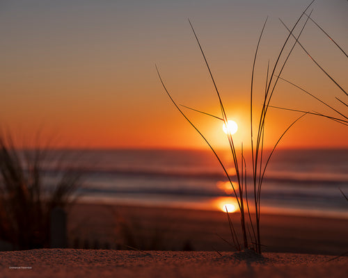 Photographie d'une plante de dune encadrant le coucher de soleil, en arrière plan la plage de la pointe du Cap-Ferret et l'océan.  Photographie prise sur la côte Atlantique, presqu'île du Cap-Rerret, Bassin d'Arcachon, France.