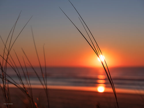 Photographie d'une plante de dune encadrant le coucher de soleil, en arrière plan la plage de la pointe du Cap-Ferret et l'océan.  Photographie prise sur la côte Atlantique, presqu'île du Cap-Rerret, Bassin d'Arcachon, France.
