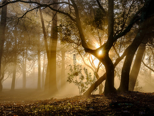 Certains matins de magnifiques rayons de lumière apparaissent entres les arbres, l'air humide matérialise ces projections, créant des ambiances magiques dans la forêt, autour des arbres.  Cette photographie d'un arbousier percé, est prise à l'heure dorée avec un léger brouillard, dans le village de Claouey, bassin d'Arcachon, presqu'île du Cap-ferret, dans le sud-ouest de la France.